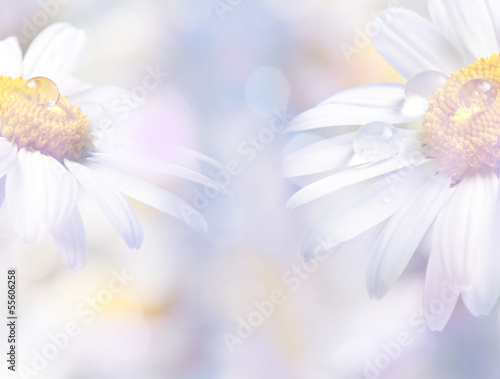 Fototapeta Naklejka Na Ścianę i Meble -  daisy with dew drops