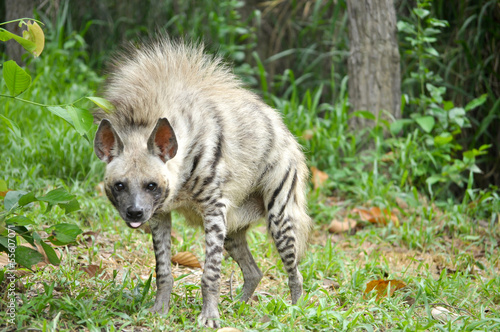 Fotografia Striped hyena