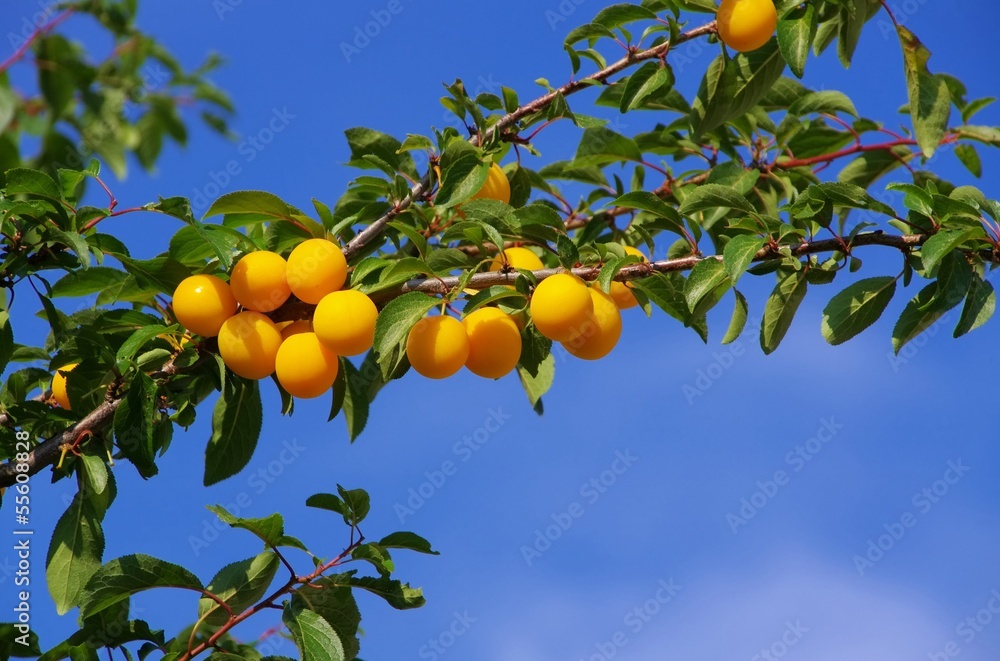 Mirabellen am Baum - mirabelle plums at the tree 05