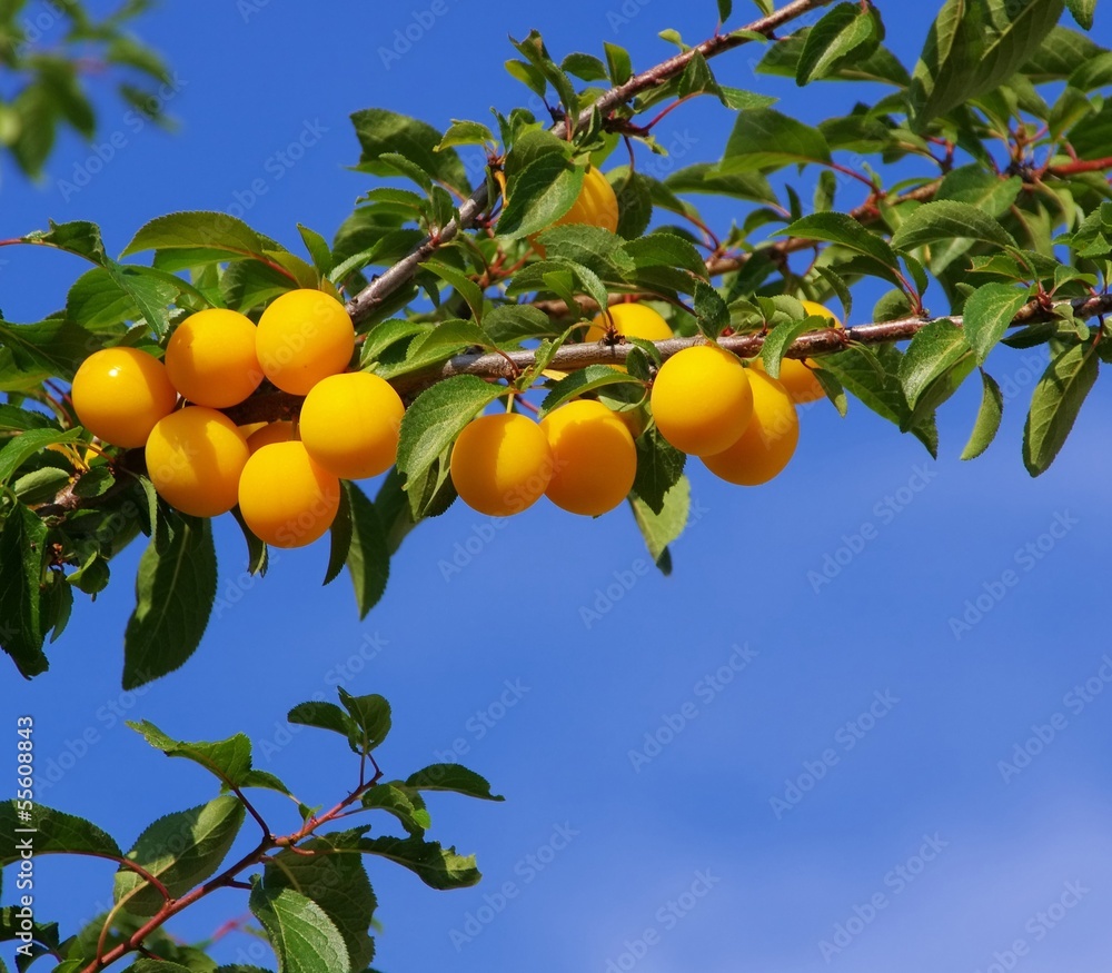 Mirabellen am Baum - mirabelle plums at the tree 07 Mirabellen am Baum - mirabelle plums at the tree 07