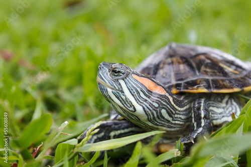 Red Eared Slider Turtle on Grass