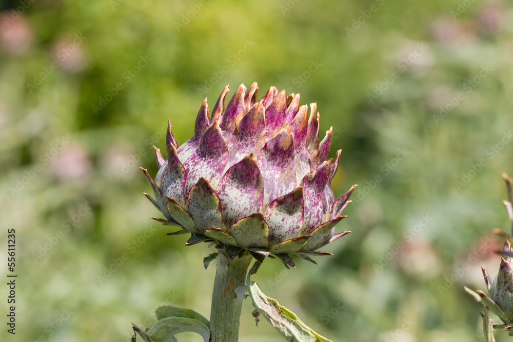 Purple cardoon (Cynara cardunculus) Purple cardoon (Cynara cardunculus)