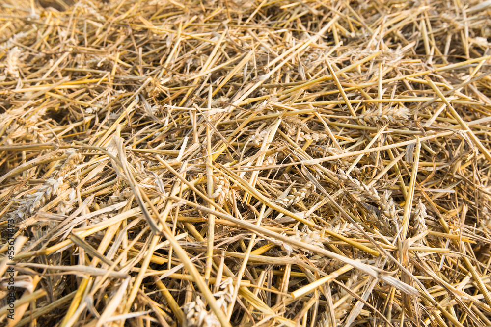 Closeup of straw after harvesting wheat