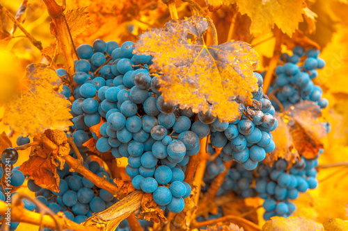 grape bunch, very shallow focus