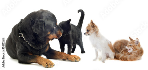Photography dogs and cat