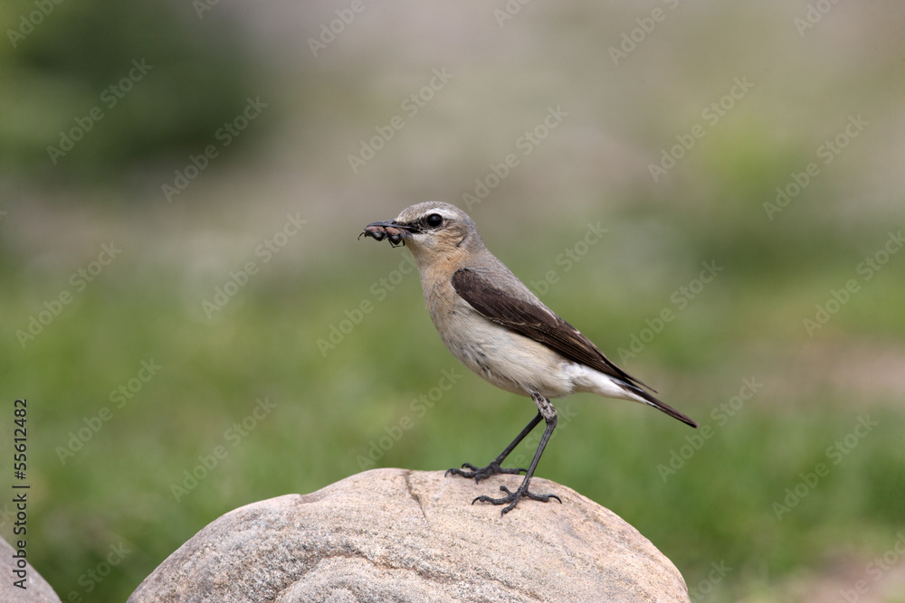 Northern wheatear, Oenanthe oenanthe Northern wheatear, Oenanthe oenanthe