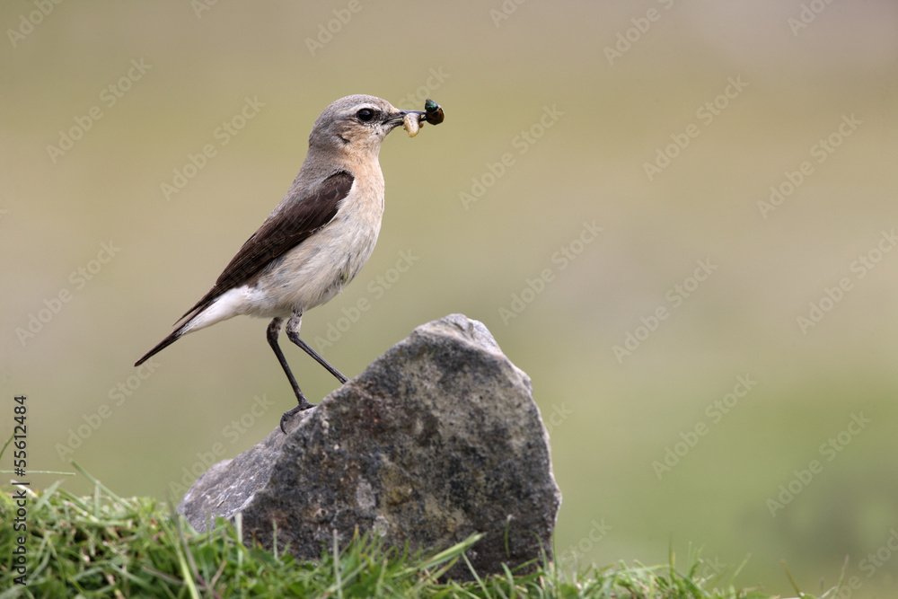 Fototapeta premium Northern wheatear, Oenanthe oenanthe