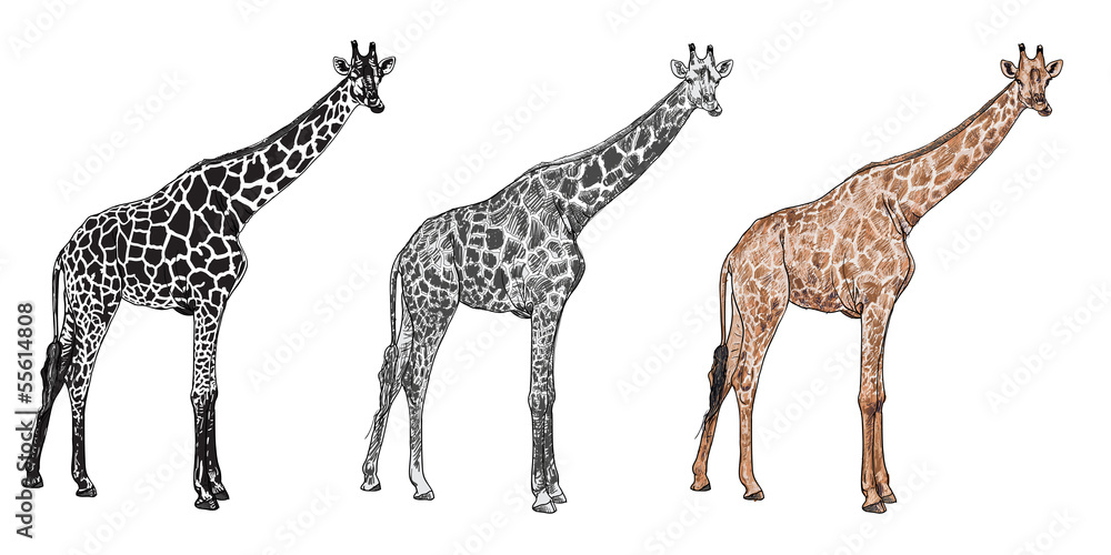 Fototapeta premium The vector of giraffe in chewing posture