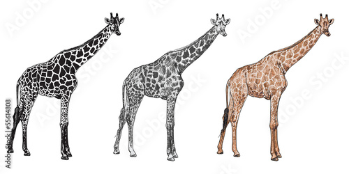 The vector of giraffe in chewing posture