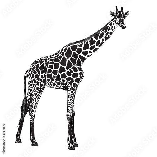 The vector of giraffe in chewing  posture