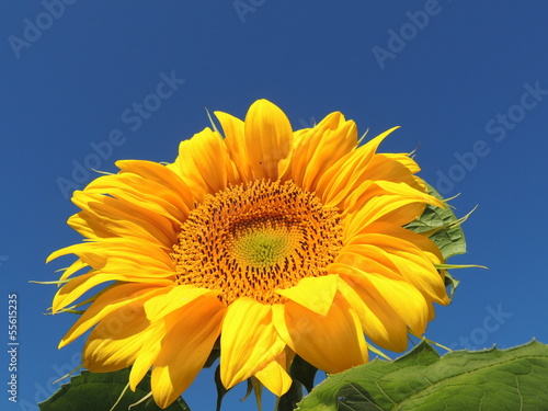 Подсолнух, растение, природа