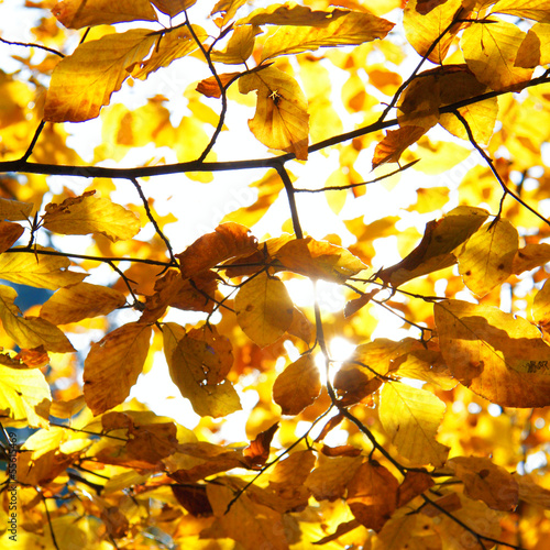 Yellow leaves illuminated by sunshine, autumn background
