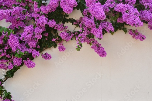 Beautiful purple Bougainvillea flowers against white wall