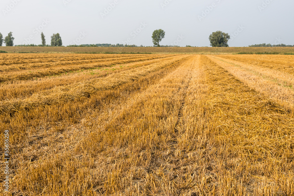 Rows of straw and stubble