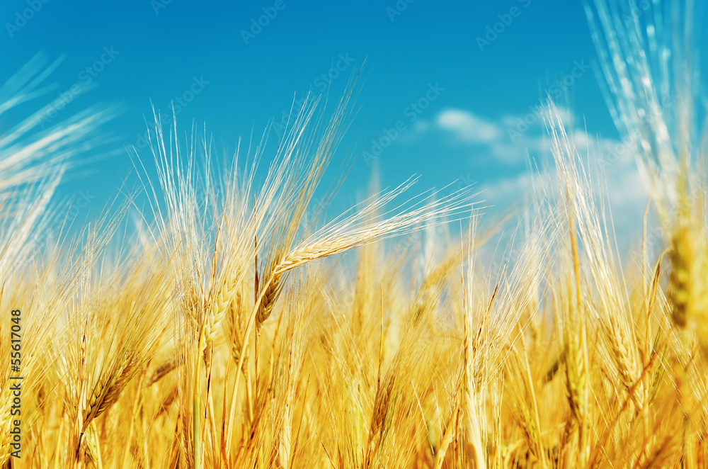 golden hrvest on field under blue sky