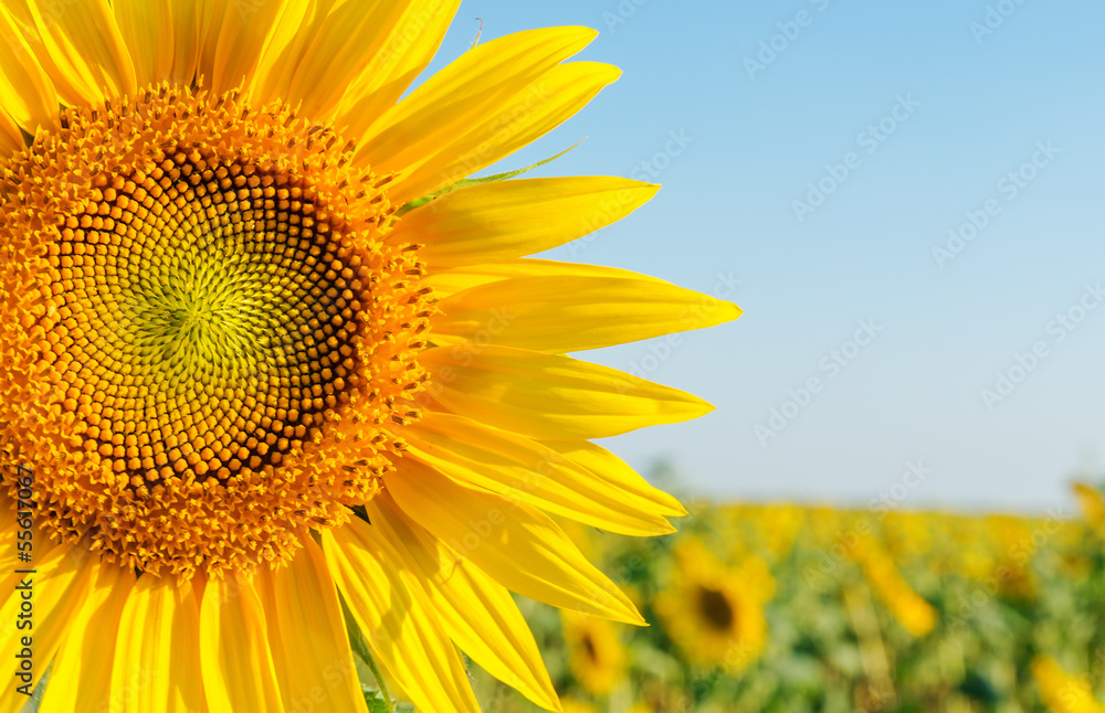 Naklejka premium sunflower closeup on field