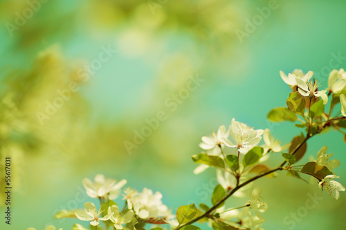 Beautiful spring border background with cherry flower