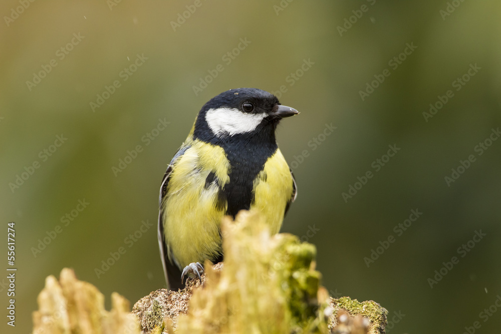 Kohlmeise (Parus major)