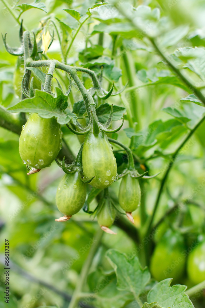 green tomatoes