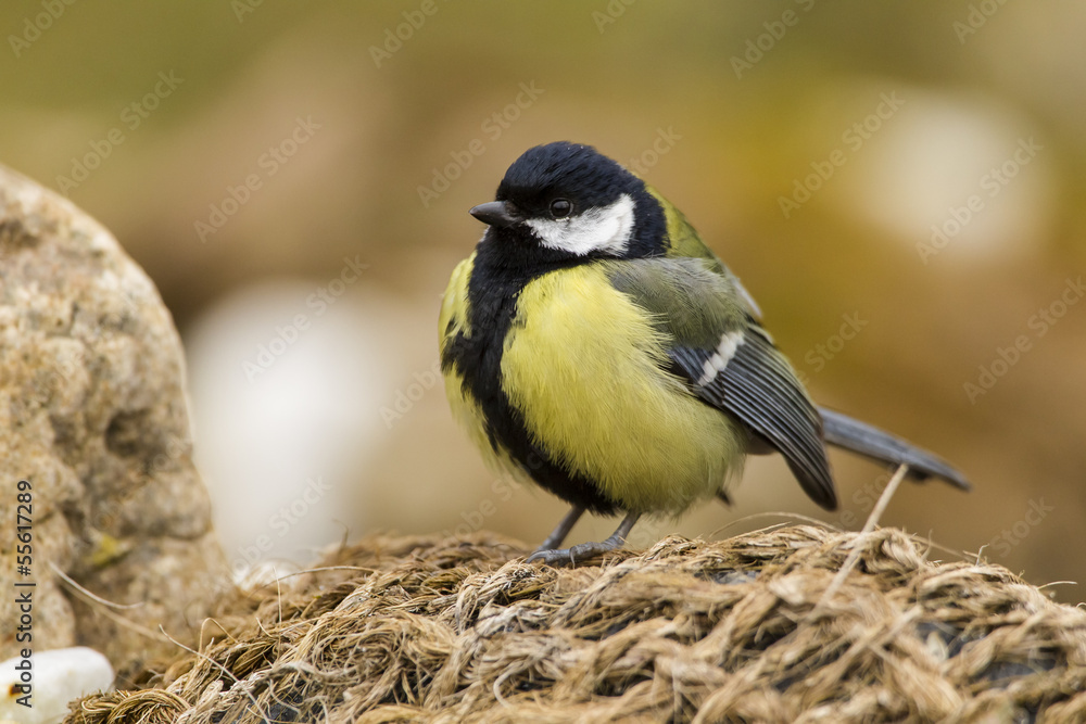 Obraz premium Kohlmeise (Parus major)