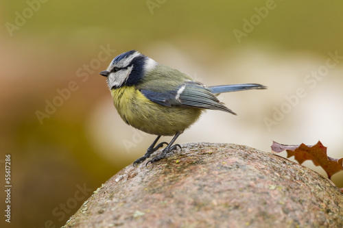 Blaumeise (Cyanistes caeruleus) © NFSR