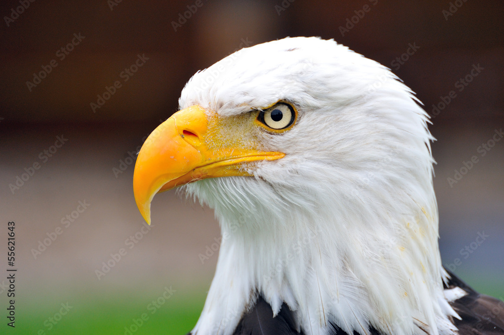 Adler Adler