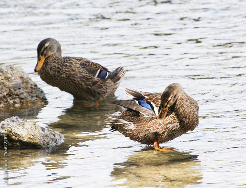 Photography Two mallard ducks in a river