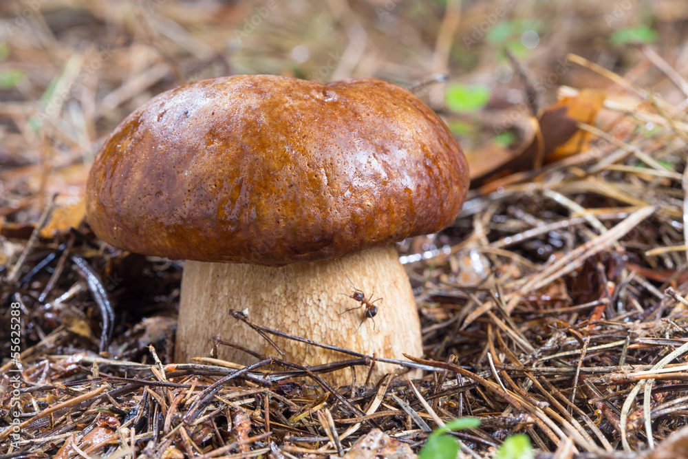 Porcini Mushroom in natural enviroment Porcini Mushroom in natural enviroment