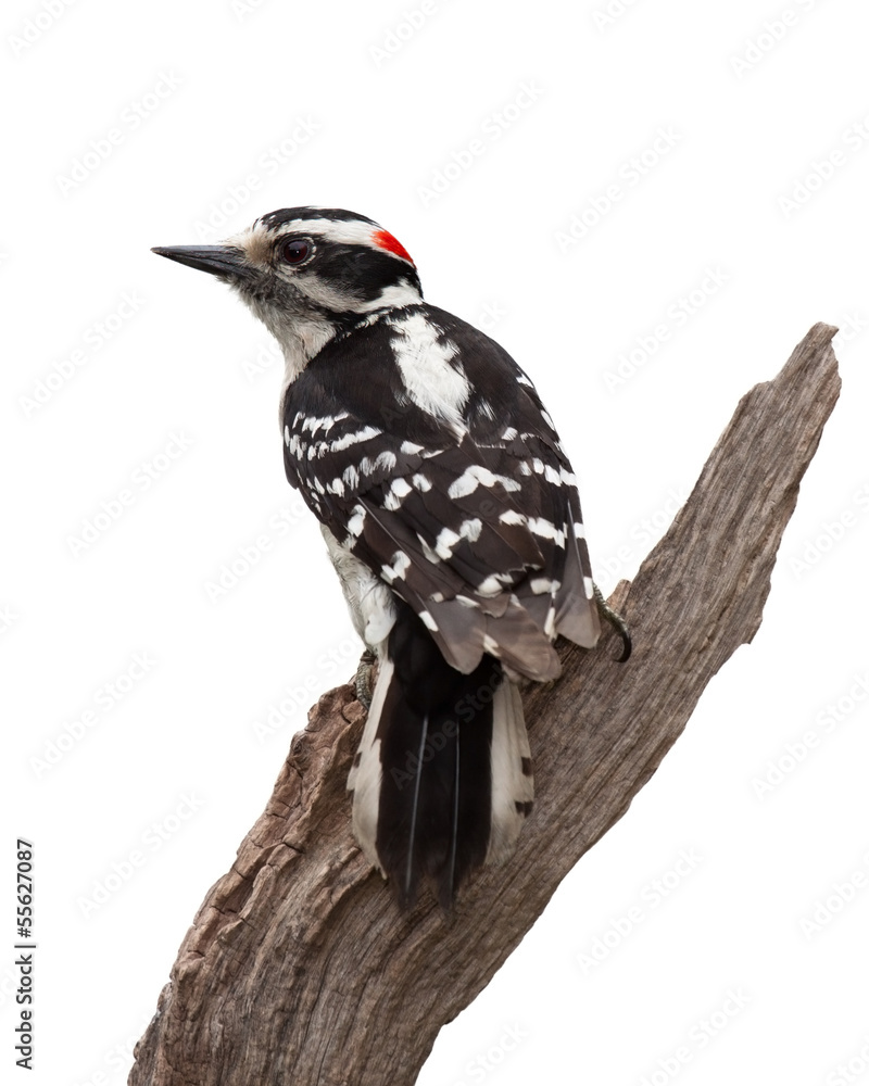 Fototapeta premium Grizzled Woodpecker