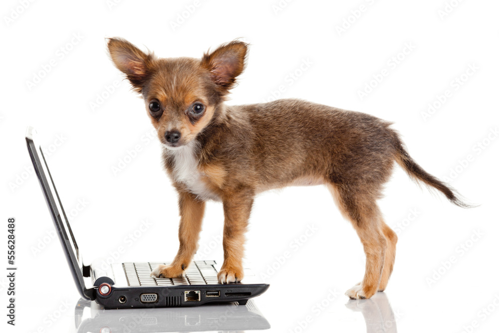 Portrait of a cute chihuahua dog in front of a laptop on white b