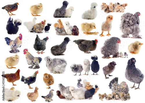 Принти на полотні group of bantam