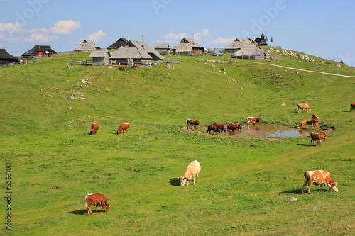 Alpine meadow pasture, Slovenia, central Europe