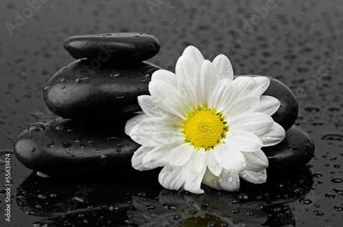 black stones and white flower with water drops