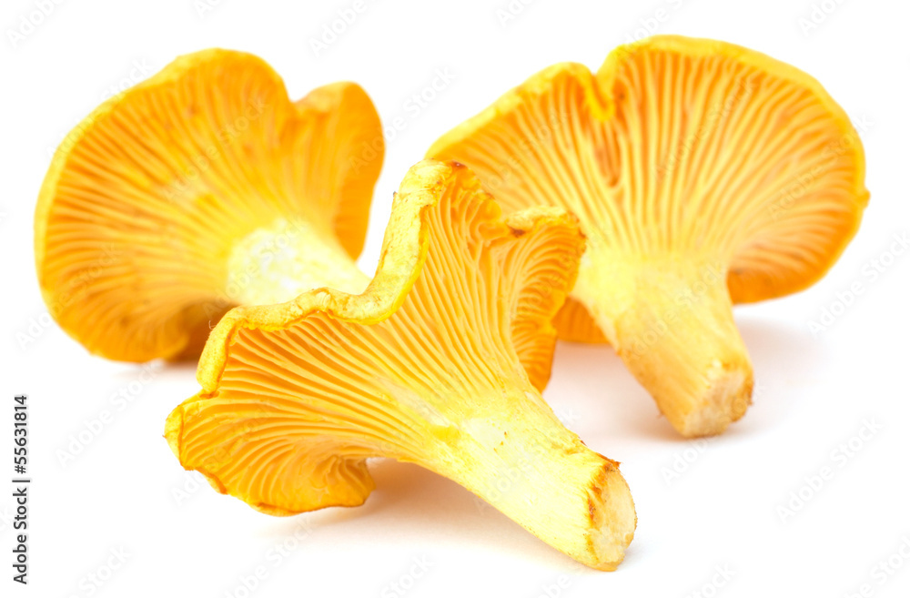 Yellow chanterelle isolated on white background Yellow chanterelle isolated on white background