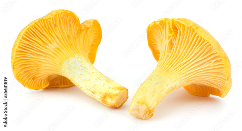 Fototapeta premium Yellow chanterelle isolated on white background