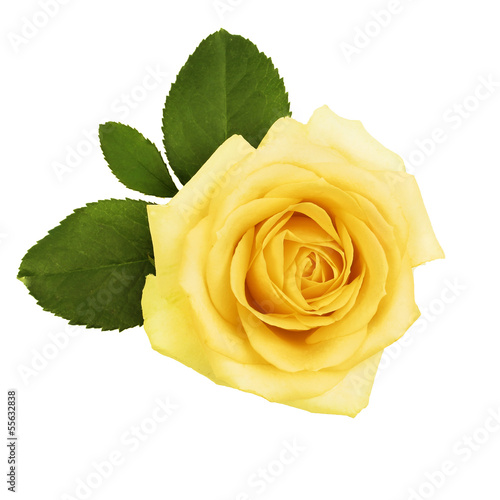yellow rose with green leaves