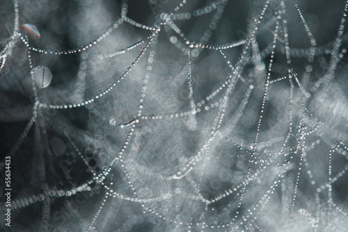 Water pearls in a spider web background