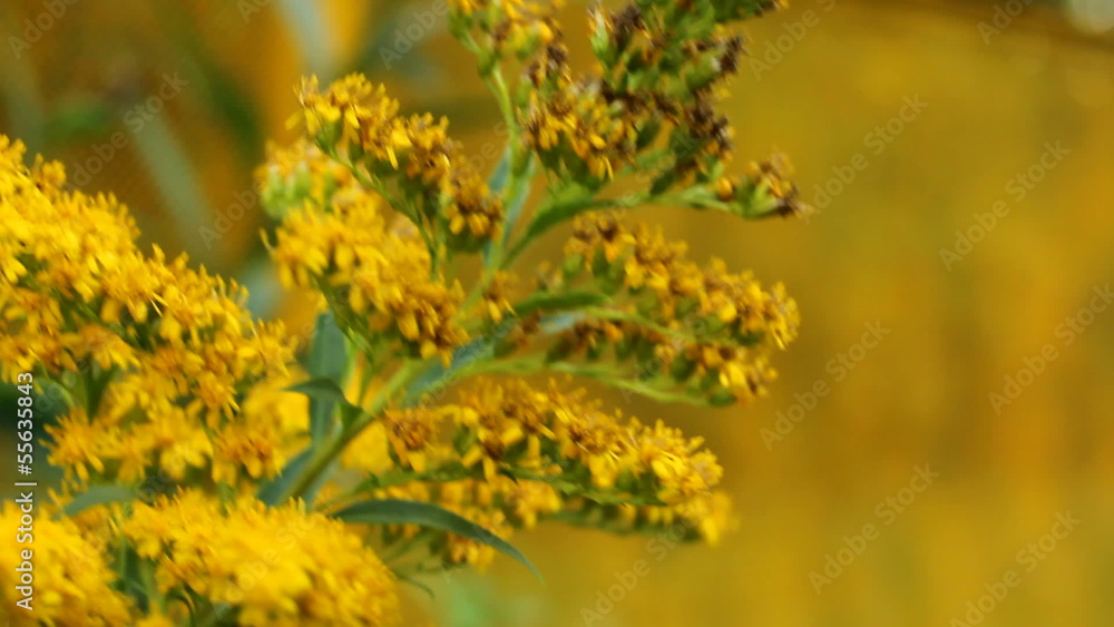 Swaying on low wind yellow flowers on a yellow background. Swaying on low wind yellow flowers on a yellow background.