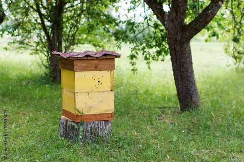 Apiary on a country site