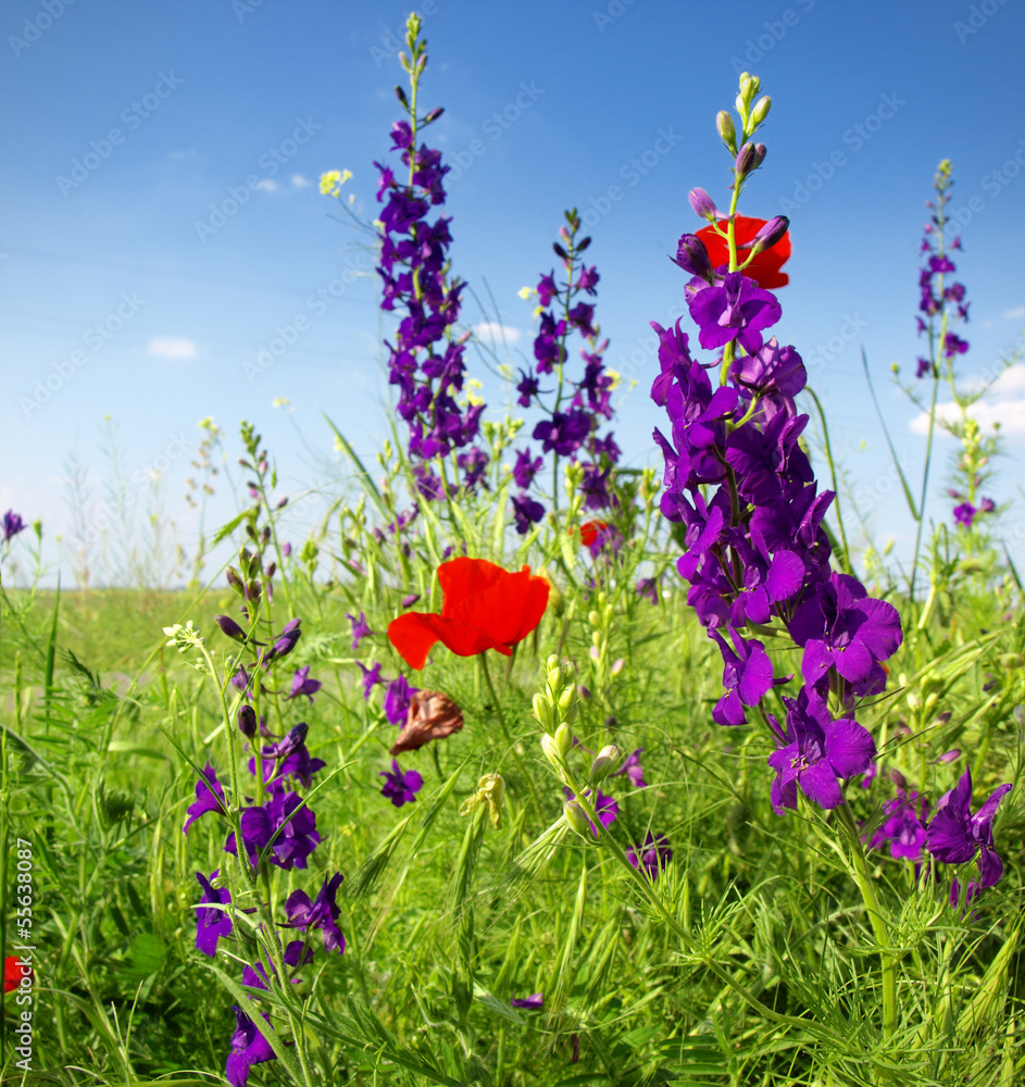 Obraz premium Letnie kwiaty
