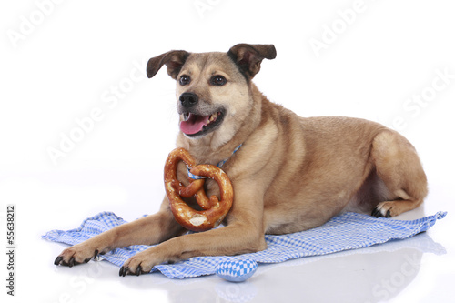 Oktoberfest - Bayrischer Mischlingshund mit Brezn - bavarian Dog