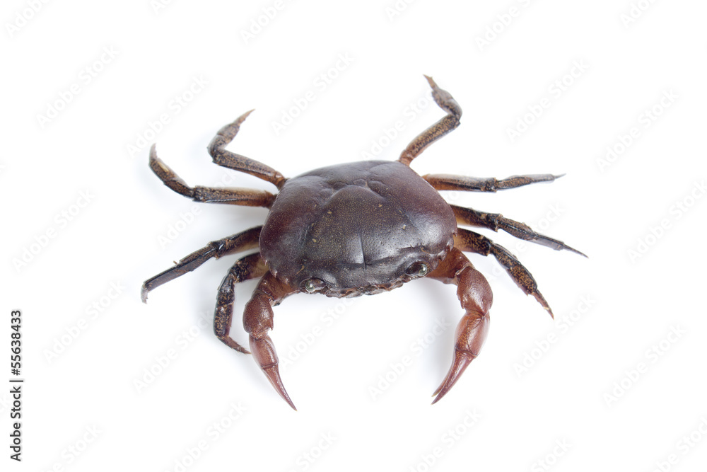 Crab on white background