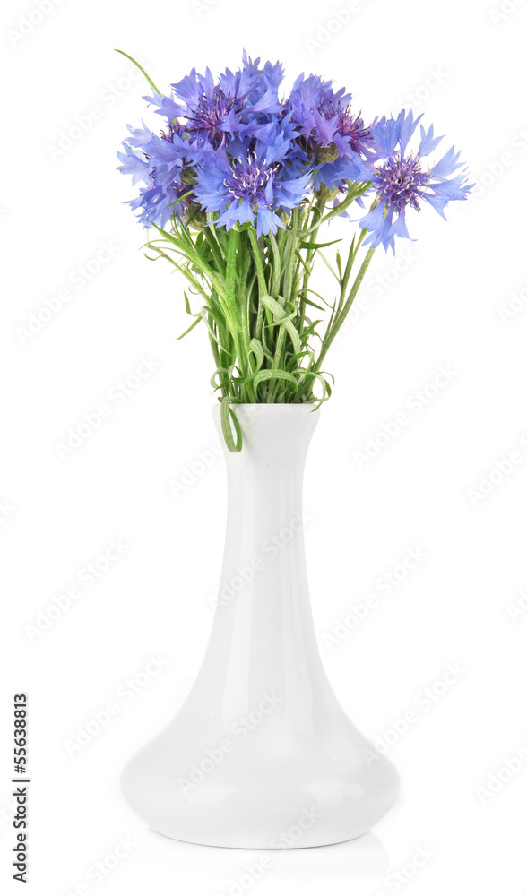 Beautiful bouquet of cornflowers in vase, isolated on white Beautiful bouquet of cornflowers in vase, isolated on white