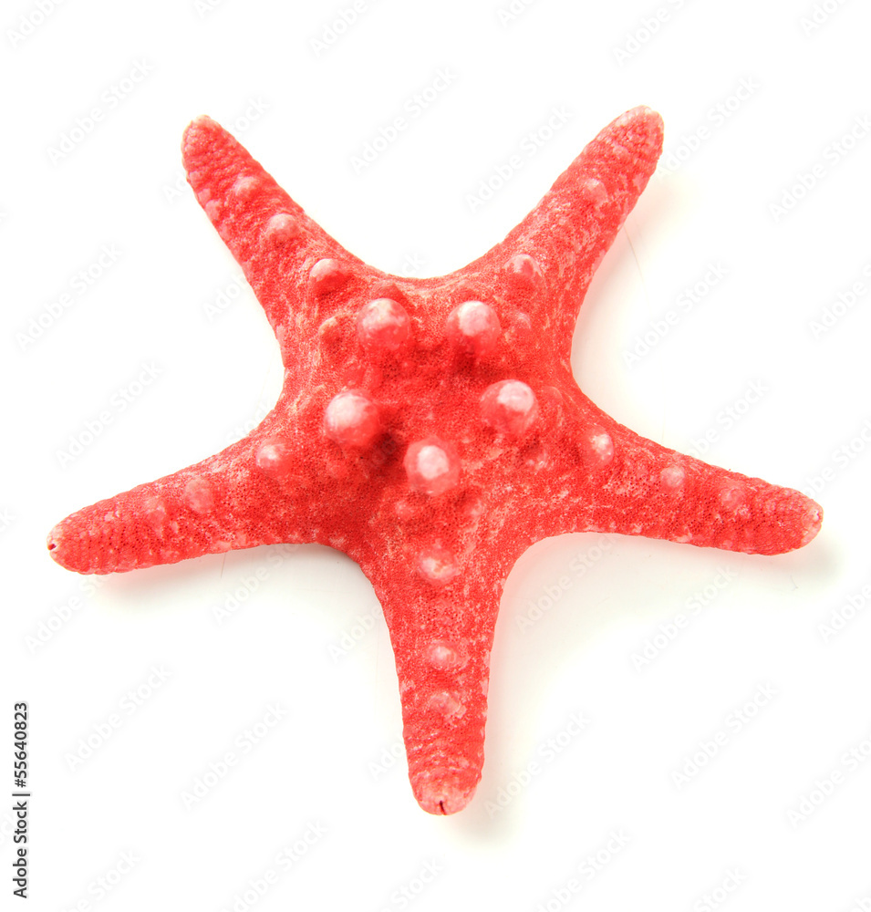 Starfish isolated on white Starfish isolated on white
