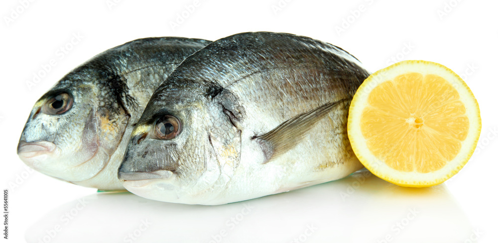 Dorado fish isolated on white Dorado fish isolated on white