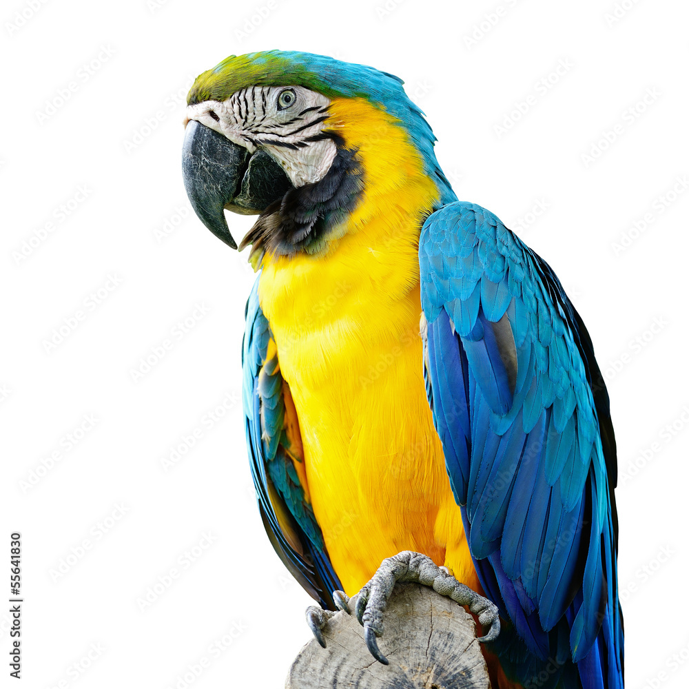 Blue and Glod Macaw isolated