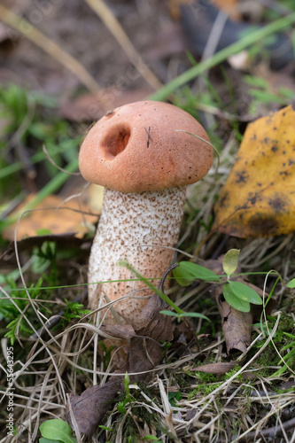 orange-cap boletus close up