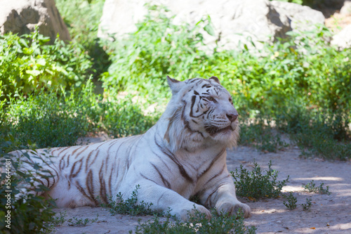 white tiger lies on a grass