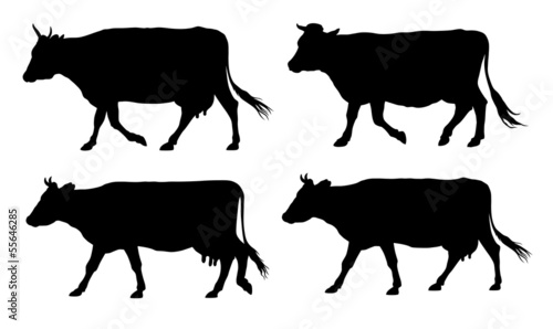 Cows