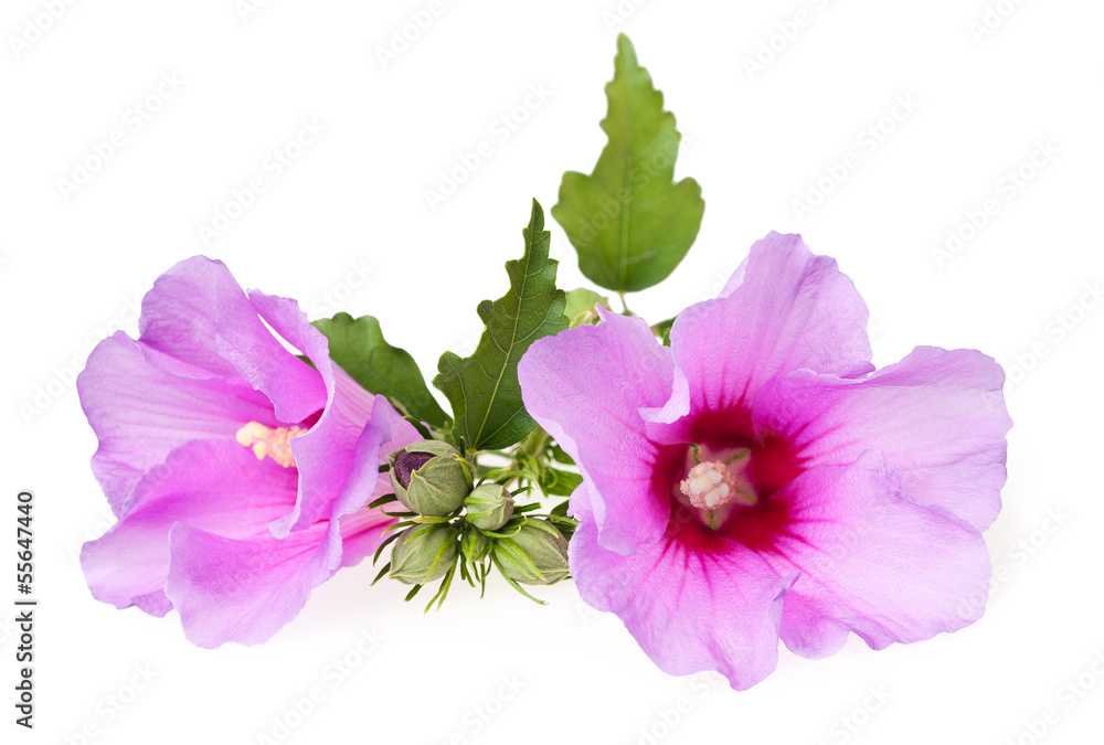 hibiscus hibiscus